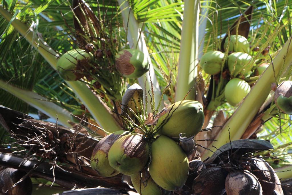 Pousada Chez Loran Lagoa Do Paraiso 日若卡-迪热里科阿科阿拉 外观 照片